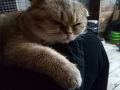 -壹六猫窝(谷德店)