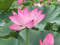 -莲花池公园