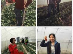 -南汇水蜜桃采摘(大团店)