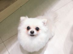 -乐琪宠物医院·犬猫专科·骨外科·急重症