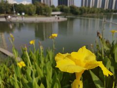 -南翔镇银翔湖公园