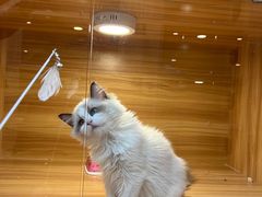 -猫十亿·布偶金渐层·曼基康矮脚猫舍(青年路店)