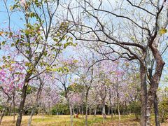 -聚龙山公园