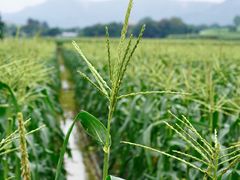 -光明小镇欢乐田园