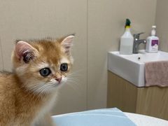 -安安宠医宠物医院·异宠·犬猫内科(岳阳分院)