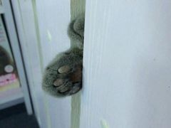 -喵的天空名猫咖啡馆·撸猫·猫舍·用品