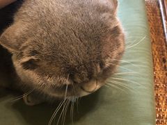 -猫色咖啡·猫咖