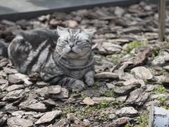 -龙华寺