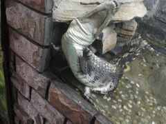 -上海大自然野生昆虫馆(东方明珠·爬宠昆虫探索中心)