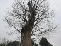 -中国唐苑