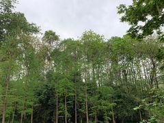 -重庆彩云湖湿地公园