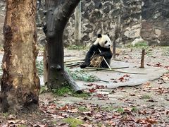 -都江堰中华大熊猫苑