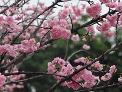 -天适樱花悠乐园