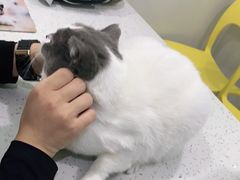 -佳雯宠物医院(金华南路分院)