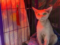 -达爱动物医院·犬猫分区·CT·复杂眼科(远洋山水分院)