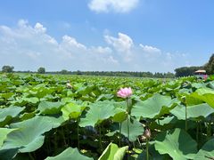 -洪湖生态旅游区