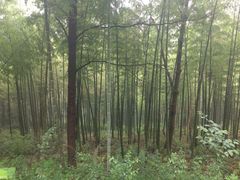 -潜山国家森林公园