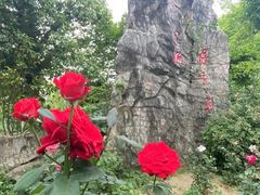 -鹅湖玫瑰文化园