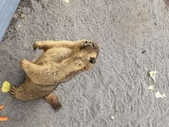 -北京野生动物园