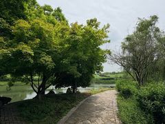 -大塘金香草谷