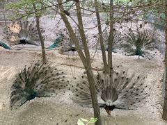 -青藏高原野生动物园