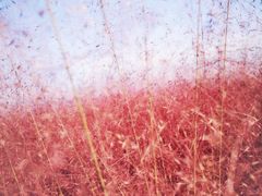 -羊亭河湿地公园