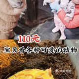 超级棒的萌宠社亲子票只要110元