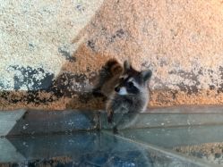 -Zoolung Zoolung动物主题公园(海信广场店)