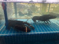 -必点蒸汽海鲜(止锚湾店)