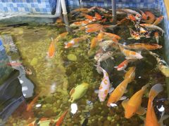 -老康火锅(黄河路总店)
