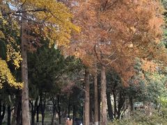 -西苑公园