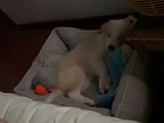 -翊宠yipet猫狗购宠庄园犬舍•猫舍