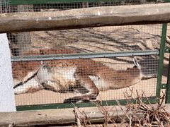 -青藏高原野生动物园
