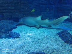 -烟台海昌鲸鲨海洋公园