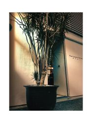 -Hair  Gallery