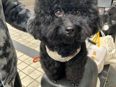 -芭比堂动物医院广州顽皮分院