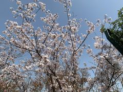 -顾村公园