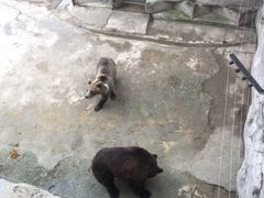 -哈尔滨北方森林动物园