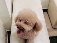 -宠颐生汉谟拉比宠物医院