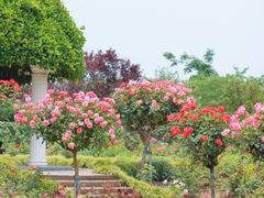 -嘉定紫藤园