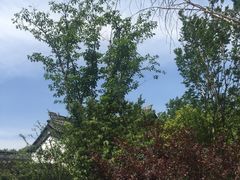 -雨花胜境
