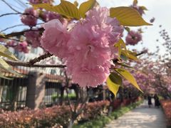 -高东镇樱花园