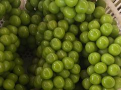 -马陆小张葡萄园农家乐