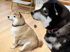 -是阿柴呀！柴犬咖啡·爱喵喵猫咖