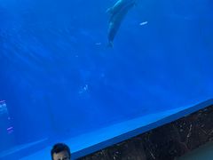 -海合安成都极地海洋公园