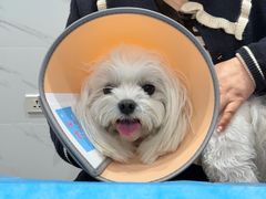 -伟伟宠物医院·CT影像中心·瑞派犬猫综合性门诊(汉口总院)