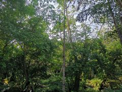 -绿光森林餐厅