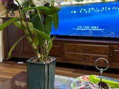 -朝来春花卉市场
