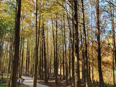 -上海海湾国家森林公园