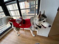 -Husky Go! 哈士奇体验馆·宠物咖啡厅狗咖